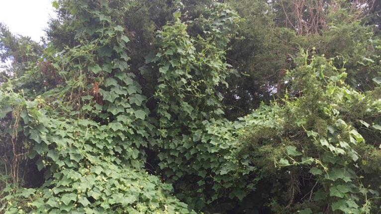 Sarah Browning: Getting a grip on those weedy vines